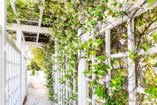 Cost of Trellis Repair in Rowlett