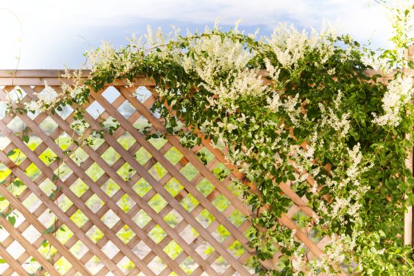 Cost of Lattice Repair in Rowlett