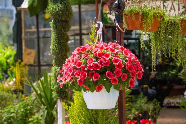 Cost of Hanging Planter Installation in Rowlett