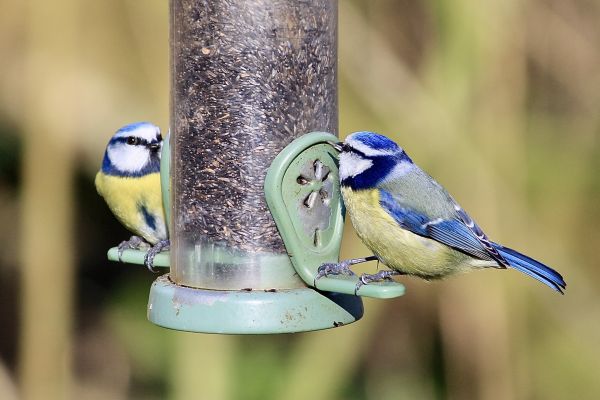 Cost of Bird Feeder Mounting Service in Rowlett