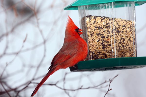 Cost of Bird Feeder Hanging in Rowlett